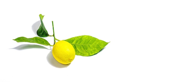 Ripe whole lemon with fresh leaves isolated on white background Juicy fruit vitamin ingredient