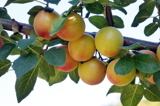 Ripe wild plums on a tree