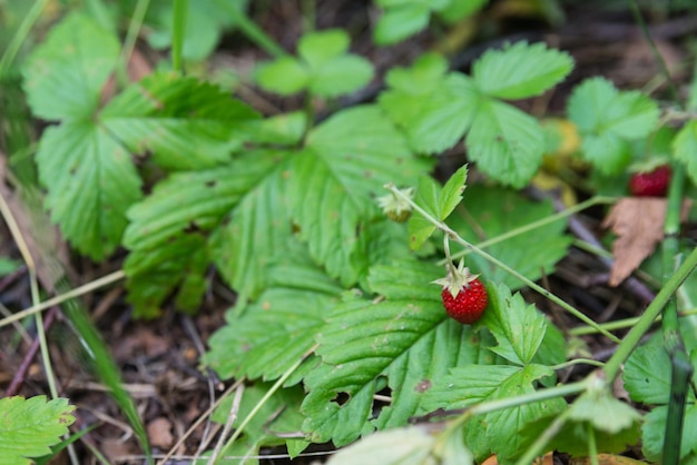 Ripe wild strawberries close up in the woods