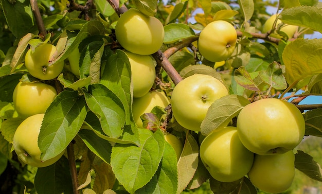 Photo ripe yellow apples on a branch close-up