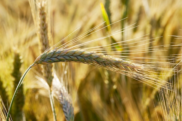 Ripe yellow cereals - Agricultural field on which grow ripe yellowed cereals