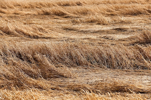 Ripe yellow cereals - Agricultural field on which grow ripe yellowed cereals