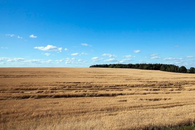 Ripe yellow cereals