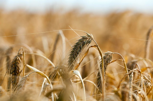 Ripe yellow cereals