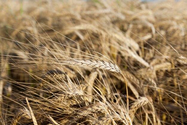 Ripe yellow cereals