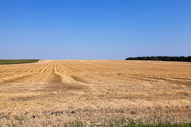 Cereali gialli maturi