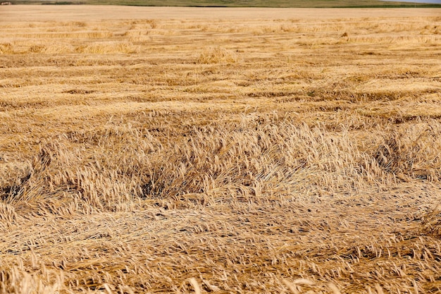 Ripe yellow cereals