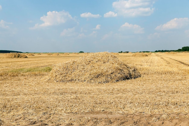 Ripe yellow cereals