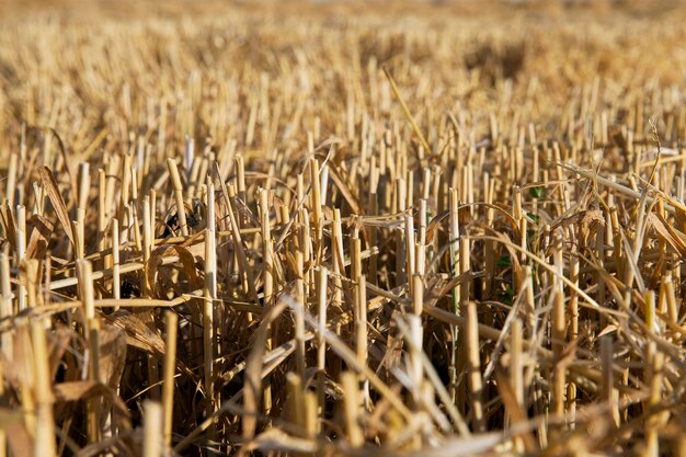 Ripe yellow cereals