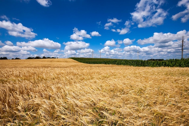 Ripe yellow cereals