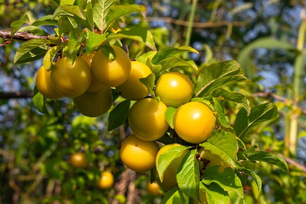 Foto frutti maturi della prugna di ciliegio giallo myrobalan prunus cerasifera su un ramo di albero