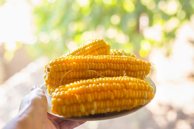 Ripe yellow corn on the cob on a plate held by a woman's hand on a background of greenery