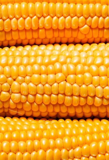 Ripe yellow corn top view food background selective focus