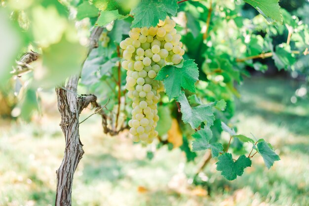 Ripe yellow grape growing on bushes, close up view