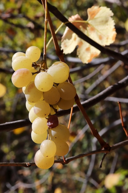 Ripe yellow grapes on the branch of the vine