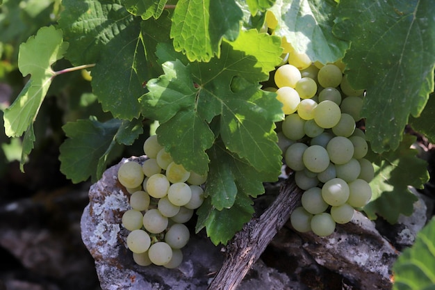 Ripe yellow grapes on the branch of the vine