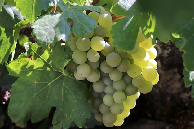 Ripe yellow grapes on the branch of the vine