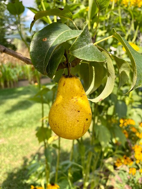 Foto una pera gialla matura su un ramo un giorno d'estate soleggiato il sapore della felicità e della tranquillità