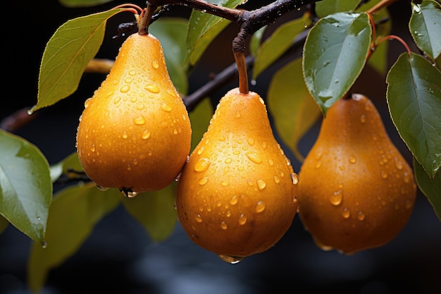 Ripe yellow pears on tree branch with green leaves and water drops in fruit garden closeup