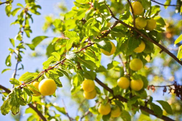 Ripe yellow plum tree branches