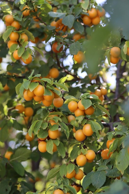 Ripe yellow plums on the branches of the tree