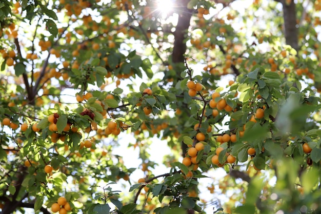 Ripe yellow plums on the branches of the tree