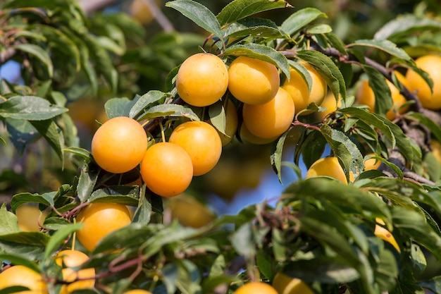 Ripe yellow plums on the tree Fruit tree Seasonal harvest Ukraine