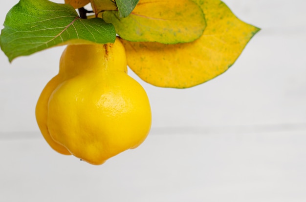 Ripe yellow quince on white 