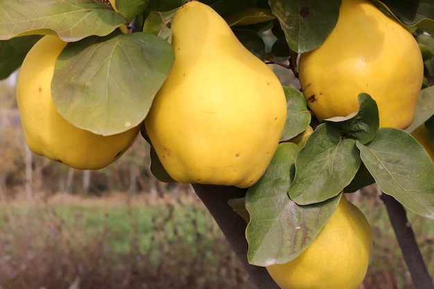 Ripe yellow quinces in the orchard