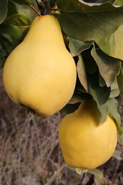 Ripe yellow quinces in the orchard