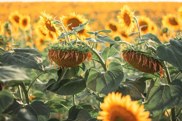 Ripe yellow sunflower on the field close up