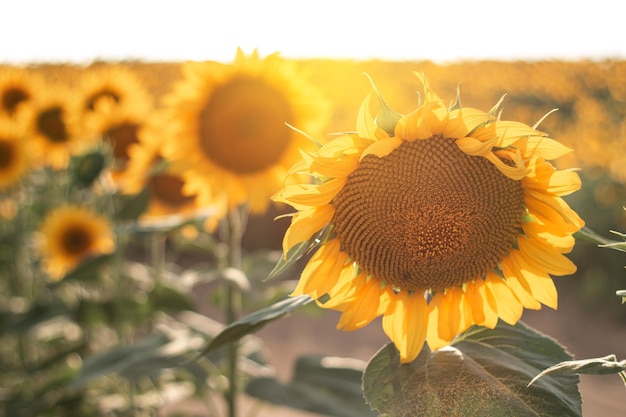 Ripe yellow sunflower on the field close up