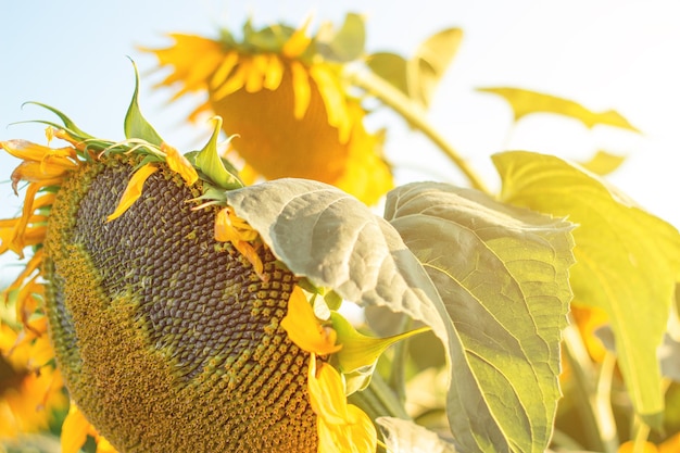 Ripe yellow sunflower on the field close up