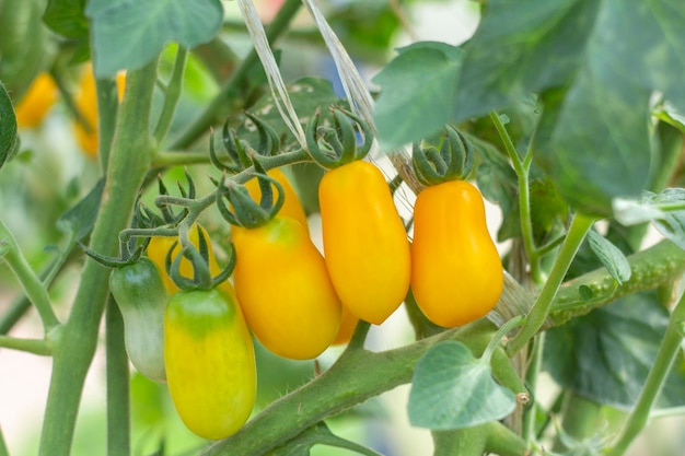 Ripe yellow tomatoes grow on a bush in a greenhouse.