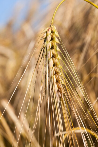 ripe yellowed cereals