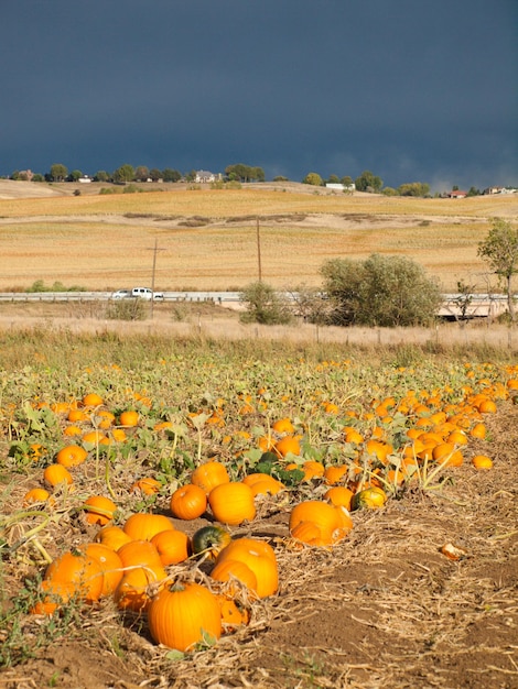 Zucche mature al campo di zucca.