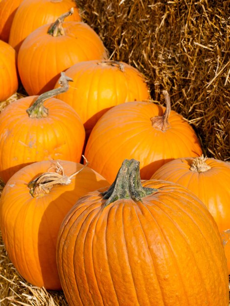 Riped pumpkins at the pumpking field.