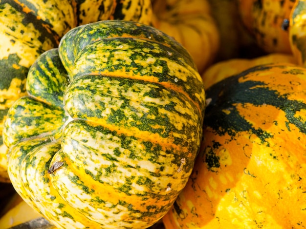 Riped pumpkins at the pumpking field.