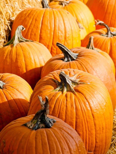 Riped pumpkins at the pumpking field.