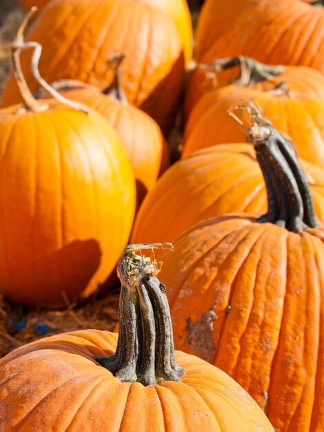 Riped pumpkins at the pumpking field.