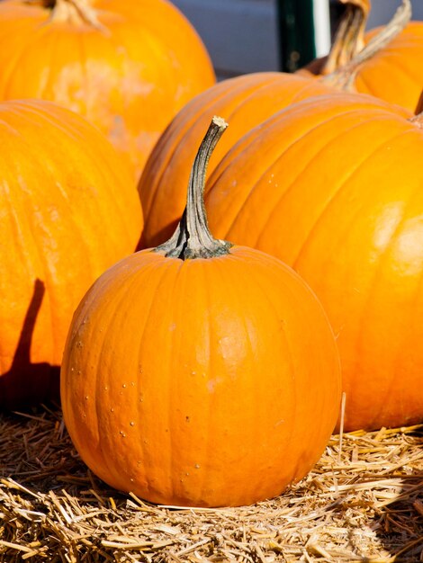 Riped pumpkins at the pumpking field.