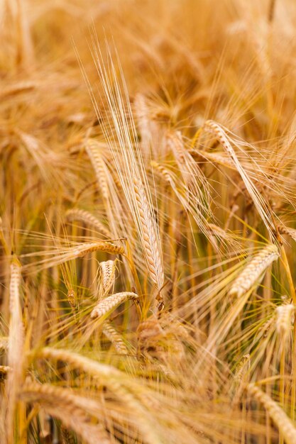 Ripened cereals close up