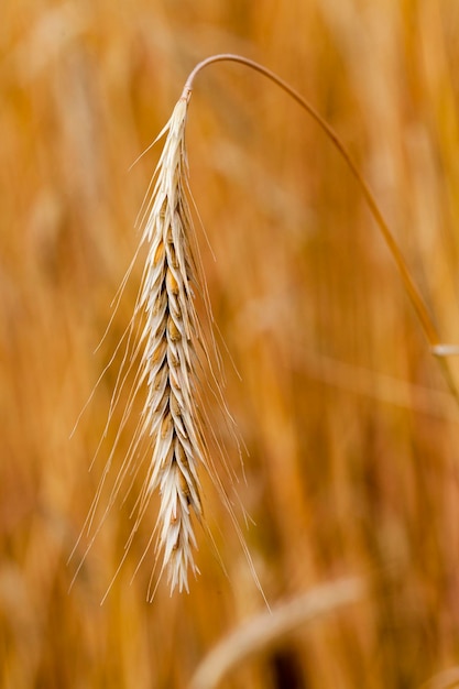 Ripened cereals