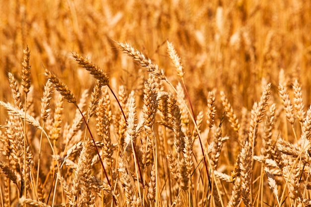 Ripened wheat of yellow color