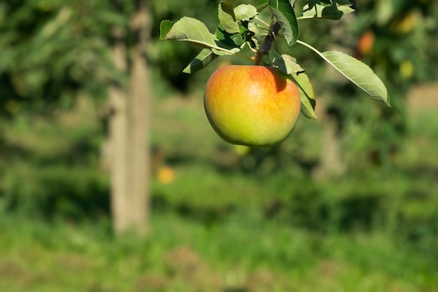 ripening apple on the tree branch