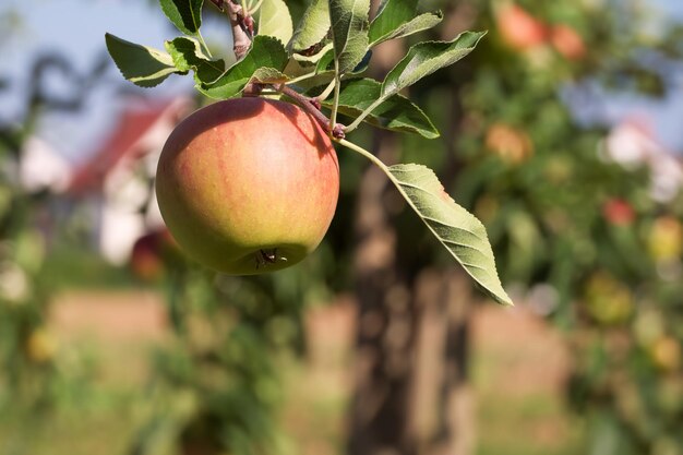 ripening apple on the tree branch