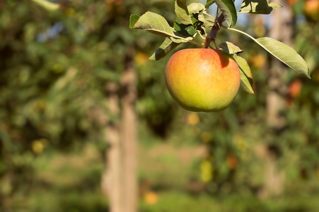 ripening apple on the tree branch