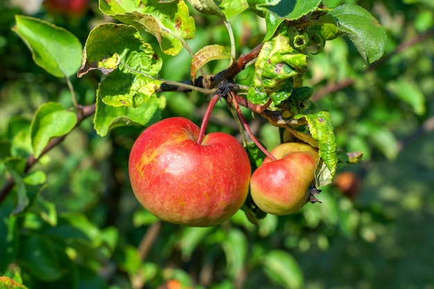 정원에서 사과 나무에 사과를 익히는 자연 빛 여름
