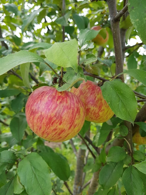 Ripening apples on apple tree in a garden natural light summer