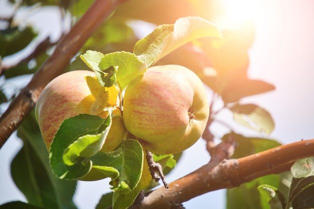 Ripening apples hanging tree against background green foliage on bright sunny summer day